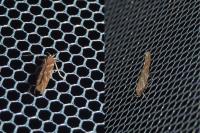 Pyroderces argyrogrammos