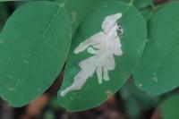 Parectopa robiniella