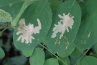 Parectopa robiniella