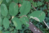 Macrosaccus robiniella