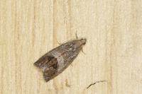 Cydia splendana