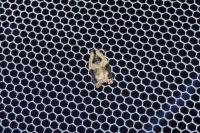 Acleris variegana