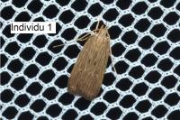 Helcystogramma arulensis