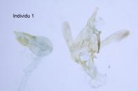 Helcystogramma arulensis