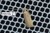 Helcystogramma arulensis