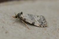 Neocochylis molliculana