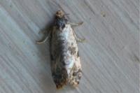 Neocochylis molliculana