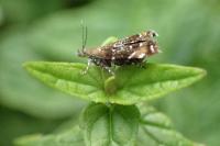 Prochoreutis sehestediana