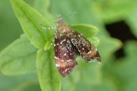 Prochoreutis sehestediana