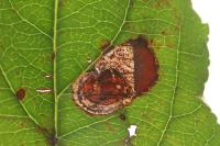 Leucoptera malifoliella