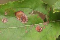 Leucoptera malifoliella