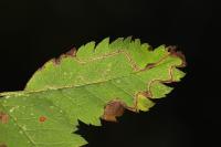 Lyonetia clerkella