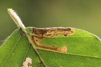Stigmella hemargyrella