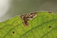 Stigmella salicis