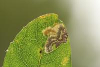 Stigmella salicis