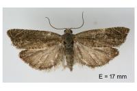 Eucosma cumulana
