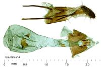 Eucosma cumulana