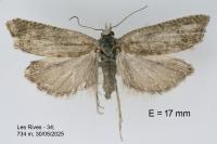 Eucosma cumulana