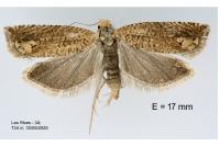 Pelochrista caecimaculana