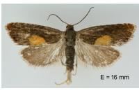 Dichrorampha alpinana