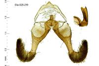 Dichrorampha alpinana
