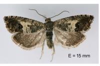 Cydia vallesiaca
