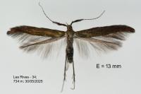 Coleophora aleramica