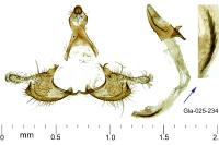 Coleophora aleramica