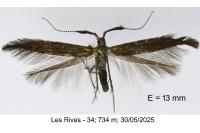 Coleophora variicornis