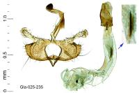 Coleophora variicornis