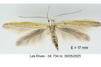 Coleophora vulnerariae