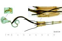 Coleophora vulnerariae