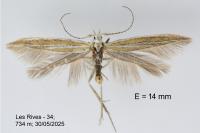 Coleophora brunneosignata