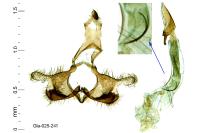Coleophora brunneosignata