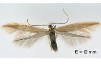 Coleophora taygeti