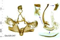 Coleophora taygeti