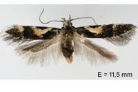 Teleiodes luculella