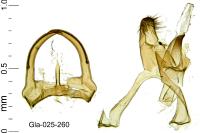 Teleiodes luculella