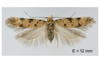 Pseudotelphusa occidentella