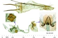 Pseudotelphusa occidentella