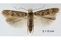 Bryotropha gallurella