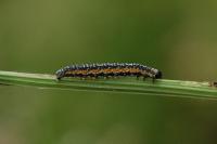 Depressaria daucella