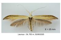 Coleophora ornatipennella