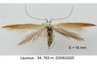 Coleophora bilineatella