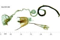 Coleophora bilineatella
