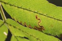 Stigmella nylandriella