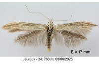 Coleophora nutantella