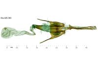 Coleophora nutantella