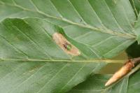 Phyllonorycter maestingella