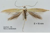 Coleophora oriolella